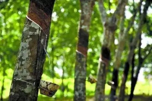 天然橡膠行情|2021年前8個月科特迪瓦天膠出口量
