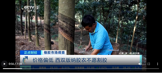 價格偏低，西雙版納膠農(nóng)不愿割膠