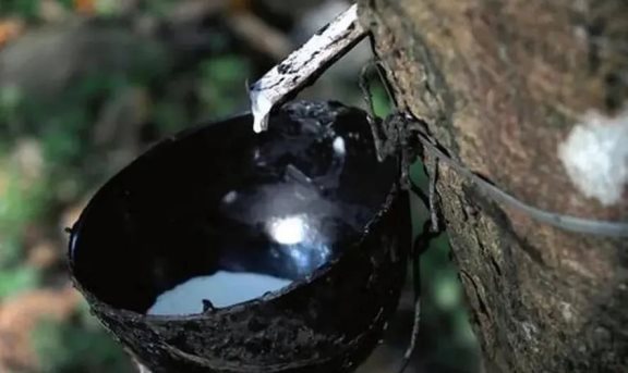ANRPC預(yù)測世界天然膠供需缺口將增大 ANRPC預(yù)測世界天然膠供需缺口將增大