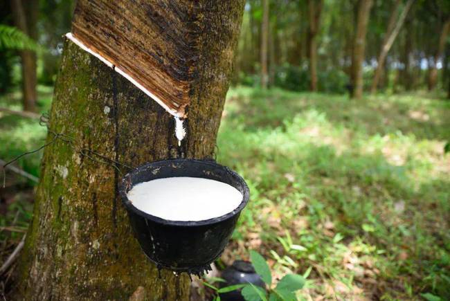 泰國撥款100億泰銖用于橡膠價格保證計劃 泰國撥款100億泰銖用于橡膠價格保證計劃