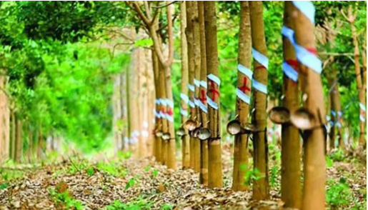 印度2022財(cái)年的天然橡膠產(chǎn)量預(yù)估 印度2022財(cái)年的天然橡膠產(chǎn)量預(yù)估