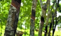 天然橡膠價(jià)格將上漲？3月天然橡膠能否擺脫頹勢？