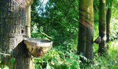 橡膠技術(shù)網(wǎng)：特種橡膠有哪些？