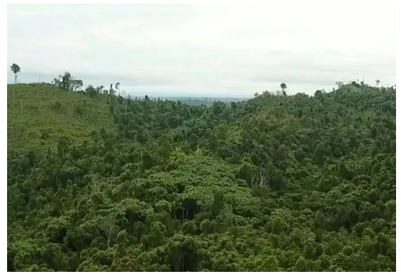 在米其林及其印尼合作伙伴參與之前，這片土地和森林遭受了嚴重的破壞和亂砍亂伐。