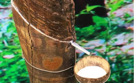 橡膠收集 橡膠收集