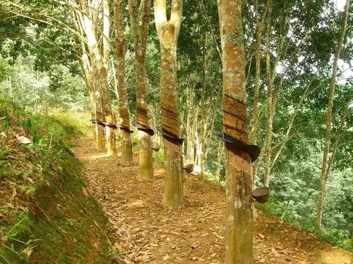 輪胎原材料降價(jià)，并未過(guò)多緩解輪胎企業(yè)的制造壓力
