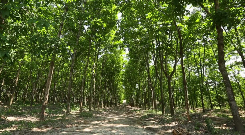 不過，中化國際近年來不斷聚焦以化工新材料為核心的精細(xì)化工主業(yè)，今年年中，橡膠業(yè)務(wù)占到中化國際整體營收的18.96%。