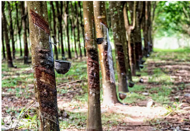 我國橡膠栽培割膠加工技術(shù)在湄公河五國全面覆蓋 我國橡膠栽培割膠加工技術(shù)在湄公河五國全面覆蓋