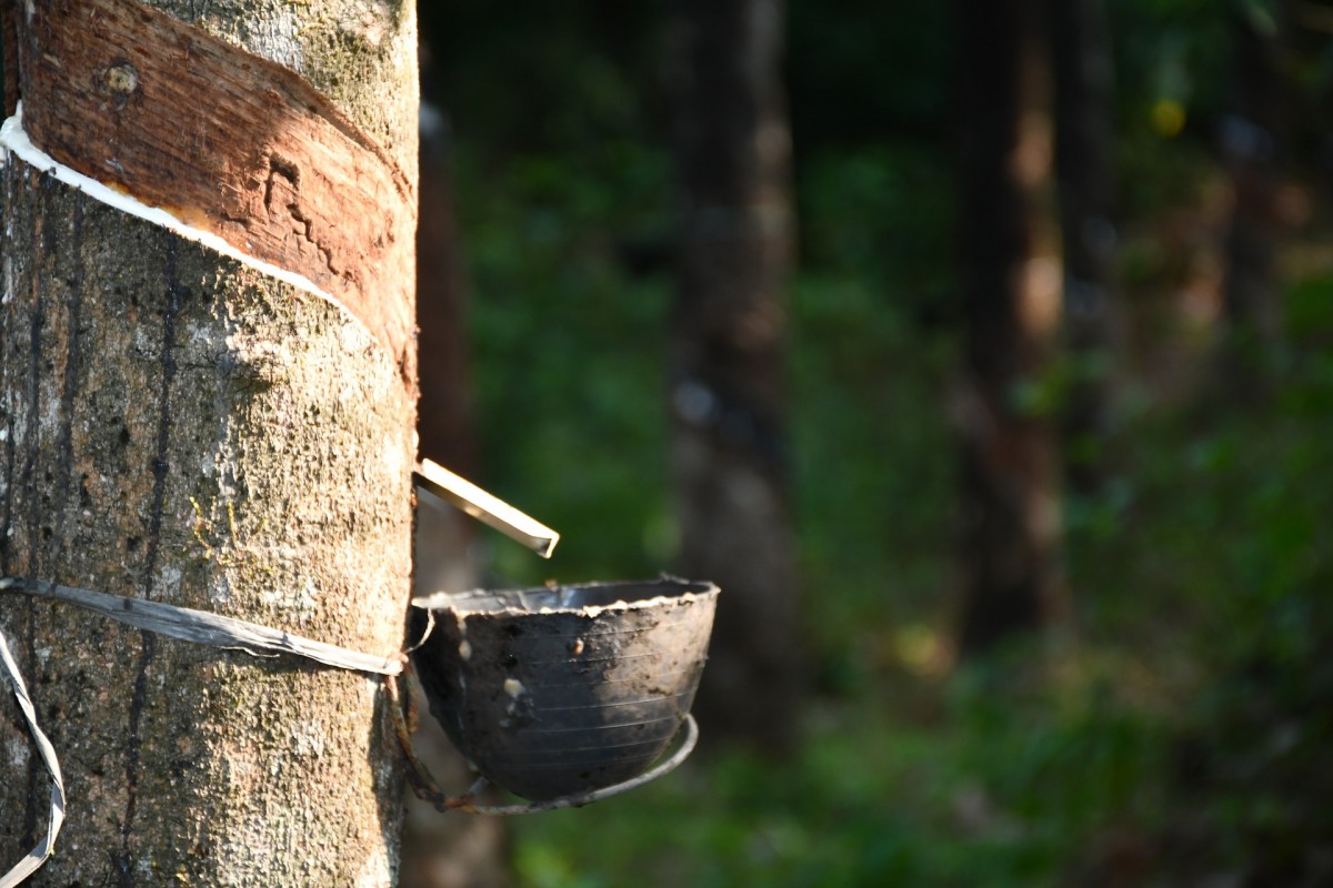 ANRPC：5月全球天然橡膠產量同比增長0.3%至100.6萬噸
